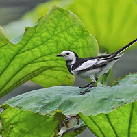 ��Ҷ��ץ���ӵİ��n�_