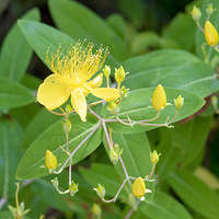 ��Ի�µĺ�������