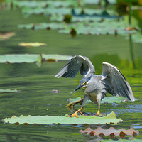 ���������ء�