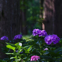 ������Ժ��ɹ�԰����