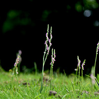 ��ƺ�ϵ�緲ݡ�