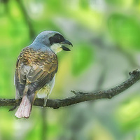 �������Ļ��Ʋ���