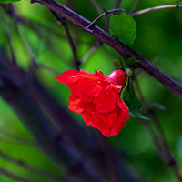 С�����ʯ�񻨺Ϳ�������÷��