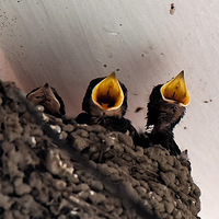 �໴�����