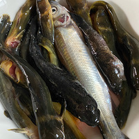 ������С��ԣ�Ұ��С���