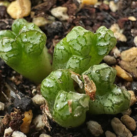 ��׶����С֪ʶ��