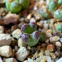 ��һ������󻧵����Ѹо����