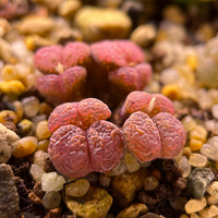 �����������Ǿ��ģ�