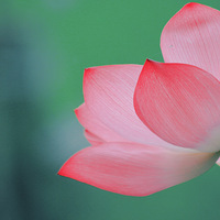 ��Ҷ������