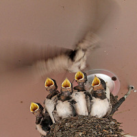 �����˳���æ���˵��裨��Ҷ�ͯ�ڿ��֣�