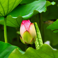 ��ɽ���һ�ں�