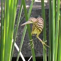 �ɰ��Ļ�έ�Z��