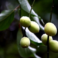 Ҷ����÷�ѿɳ�