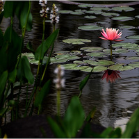 С��ˮ�������˯��