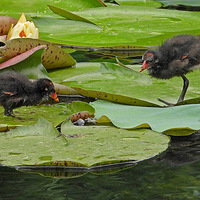 �Լ���ʳ�ĺ�ˮ������