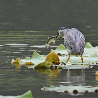 ������ζ