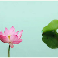 ������Ҷ����������ĺɻ�