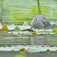 ����һ��