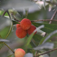 ֦ͷ��÷�ֺ���