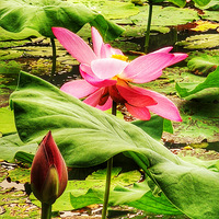 �ɻ�����