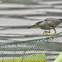 ���ϸ���