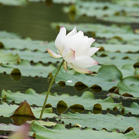 ���ںɴ����ֵ�һ���ͺɼ�