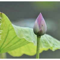 �ڴ�������������