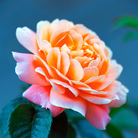 �����¼���