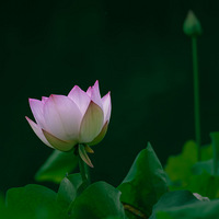 ��Ժ��������ɻ�����