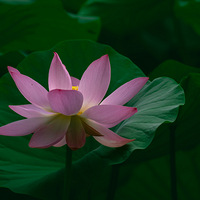 ���ɽ�����ɻ�Ҳ����