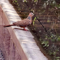 Ұ��������Ժ�ڿ�ˮ