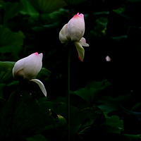 ͷ��ɻ�������