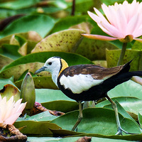 ˮ������������