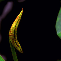 �ճ���  �����