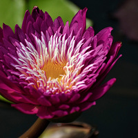 ������˯��