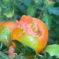 С��С�񣬸����������£��Ժ�����������ҳ�����������