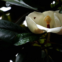 ��԰����