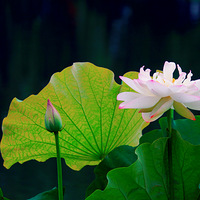 ���ºɻ�������