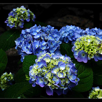 �������־����ơ�������