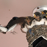 С����ιʳ������