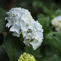 �����Ļ�