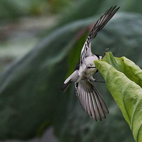 ���n�_��Ҷ��ץ����