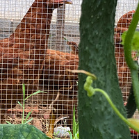 ι����ˮ������͡�