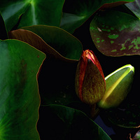 С������¶ͷ