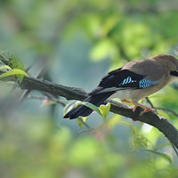 �Թ��ӵ���ѻ