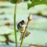 ������ͷ�̡�