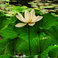 ��Ժ����