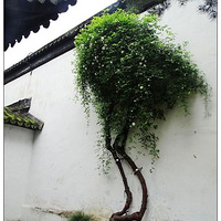 �׻��ذ�ľ��