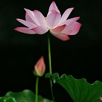 ӳ�պɻ�������