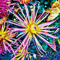 ���Ƿɲ������������� ��ԭ����һֻ̰���ĺ�����59��